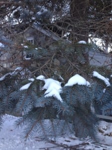This blue spruce has whorled branches and shows the active and inactive parts of the branch. (Photo by. P Doan)