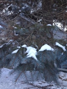 This blue spruce has whorled branches and shows the active and inactive parts of the branch. (Photo by. P Doan)