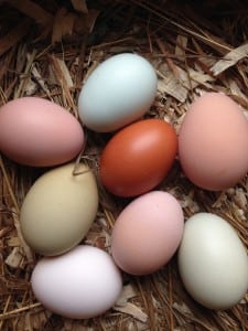 The naturally varied hues of Chickie Whiskers' eggs reflect the different breeds of hens laying them.