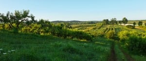 Farmland conserved by Scenic Hudson on Kerley Corners Road in Red Hook (Photo by Robert Rodriguez Jr.)