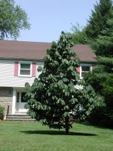 The native pawpaw tree has fruit that is described as tasting like banana custard.