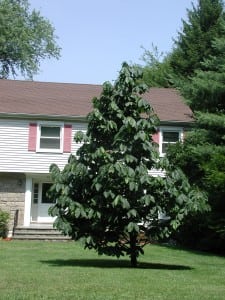 The native pawpaw tree has fruit that is described as tasting like banana custard. 