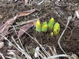 Signs of spring (Photo by P. Doan)