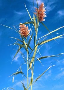 Phragmites are commonly seen in many local marshes and wetlands.