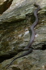 A Northern water snake ("Nerodia sipedon") basks in the sun on a rock below the Indian Brook waterfall on a recent quiet weekday. Nonpoisonous, Northern water snakes range from 20 to 53 inches (nearly 4.5 feet) in length. Dwelling in marshes, ponds, streams and rivers, they feed on minnows and little fish, frogs, young turtles, crustaceans, salamanders and – at times – small mammals. Although prone to flee if possible, they can strike repeatedly if bothered and cornered, with a bite that can produce intense bleeding. (Photo by Liz Schevtchuk Armstrong)