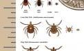 An Early Start for Tick Season An Early Start for Tick Season
