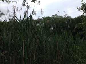 Phragmites dominate a marsh on East Mountain. (Photo by P. Doan)