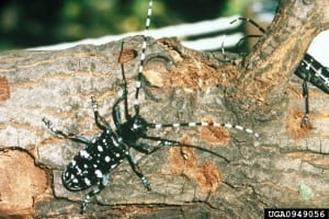 An Asian long-horned beetle adult is easily spotted in a pool filter at this time of year.