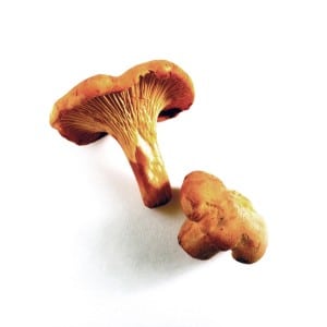 Chanterelles