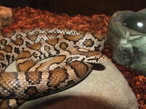 Milk snake (photo by Pam Golben)