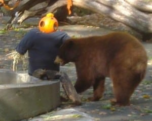 A black bear at Trailside Zoo enjoys Halloween treats (photo provided)