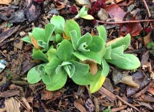 Primula sprouting new leaves on Christmas Eve during a record-setting warm December. (Photo by P. Doan)  