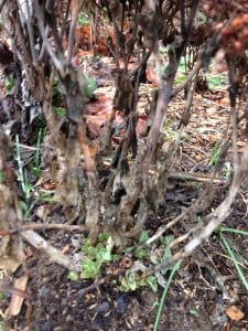 Sedum with new growth on Christmas Eve. (Photo by P. Doan)