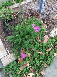 Yarrow blooming on Main Street in Cold Spring in December. (Photo by Kathleen E. Foley)