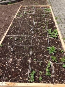The square foot garden at the CCE office has 40 squares sown from seed. (Photo by P. Doan)