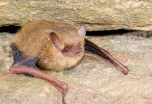 A tricolored bat (photo provided) 