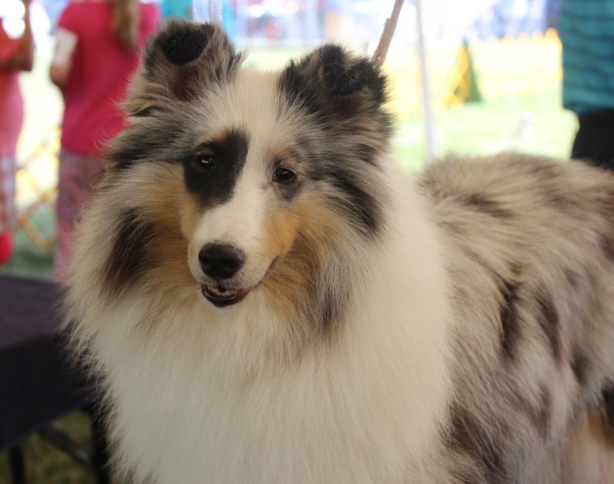 Dog Show IMG_4844