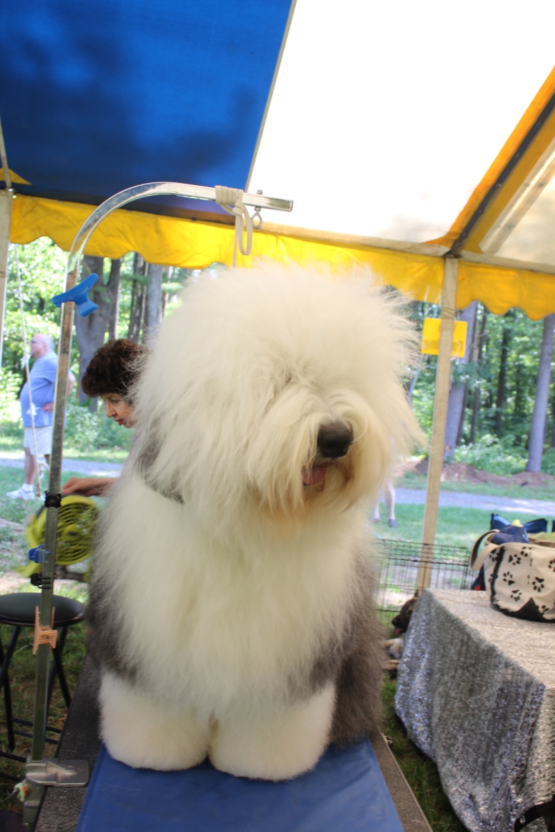 Dog Show IMG_4888