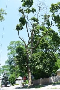 Dead branches on this maple tree on Garden Street present a hazard. (Photo by M. Turton)