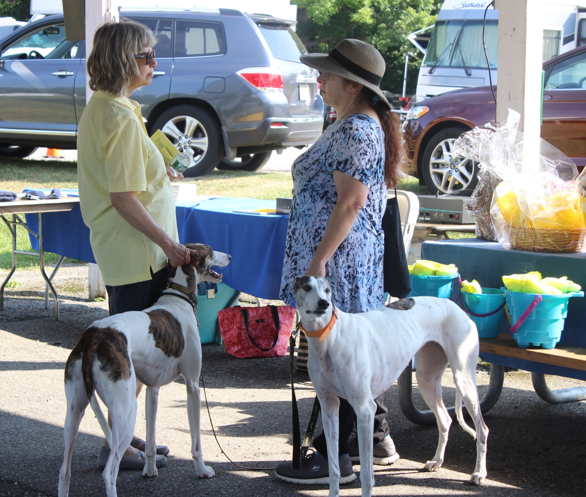 dog show