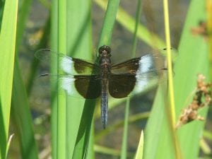 A widow skimmer dragonfly (Photo by Pam Golben)