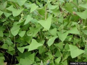 Mile-a-minute weed (Photo by Leslie J. Mehrhoff / Bugwood.org) 