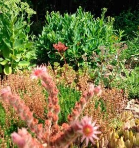 Sedums tolerate hot, dry conditions well. (Photo by P. Doan)