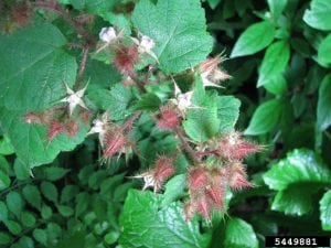 Wineberry flowers (Photo by Leslie J. Mehrhoff / Bugwood.org)