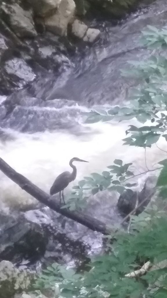 Grey heron at Clove Creek, near Horton Road, Cold Spring. (Photo by Matti Peltonen)