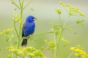 A Blue Grosbeak photographed by Mike Timmons, a FeederWatch volunteer in Indiana. 