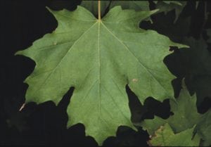 A sugar maple leaf (Cornell University)