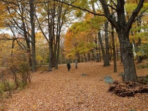 It's almost time for a fall walk, kicking up the leaves. (Photo by P. Doan)