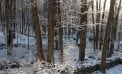 Roots and Shoots: Dig Deeper in 2017 Roots and Shoots: Dig Deeper in 2017