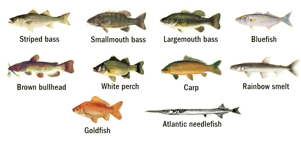 Get to Know Hudson River Fish – The Current