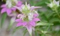 Roots and Shoots: Plant Sales? Now? Roots and Shoots: Plant Sales? Now?