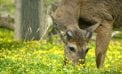 Roots and Shoots: Deer Resistant? Well, Maybe Roots and Shoots: Deer Resistant? Well, Maybe