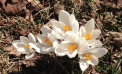 Roots and Shoots: Signs of Spring Roots and Shoots: Signs of Spring