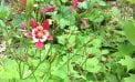 Roots and Shoots: What to Do in the Garden Now Roots and Shoots: What to Do in the Garden Now