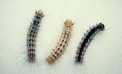 Roots and Shoots: It’s Gypsy Moth Season Roots and Shoots: It’s Gypsy Moth Season