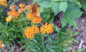 Roots and Shoots: The Monarchs Arrive! Roots and Shoots: The Monarchs Arrive!