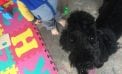 Baby and Dog Baby and Dog