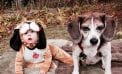 Baby and Dog Baby and Dog