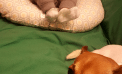Baby and Dog Baby and Dog