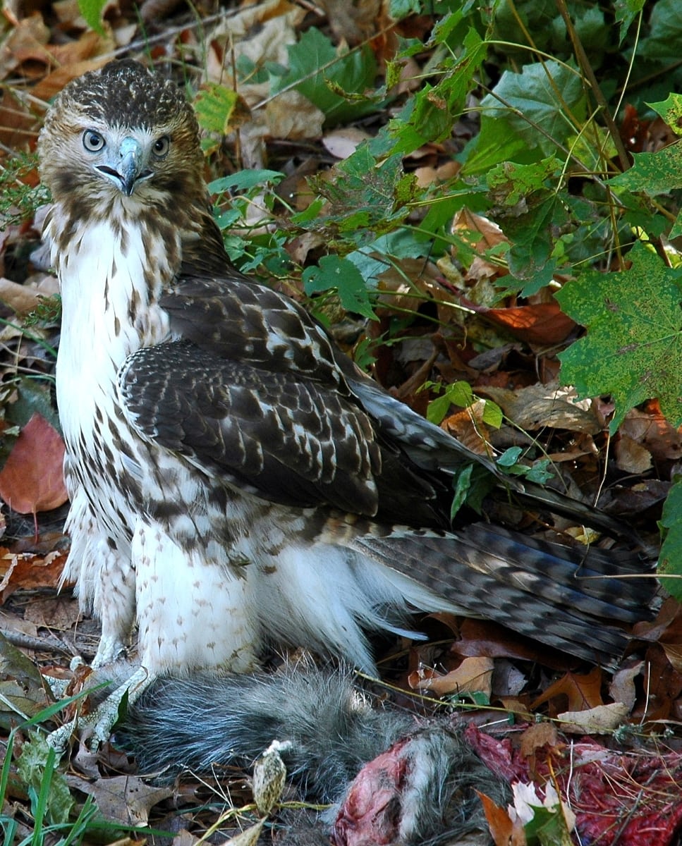 hawk by liz