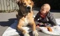 Baby and Dog Baby and Dog