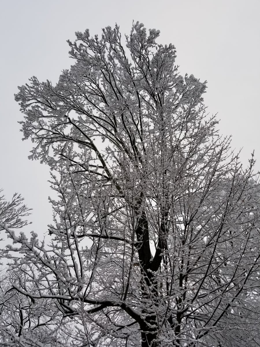 branches Joel Vetsch