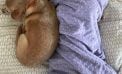 Baby and Dog Baby and Dog