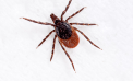 The Climate for Lyme The Climate for Lyme