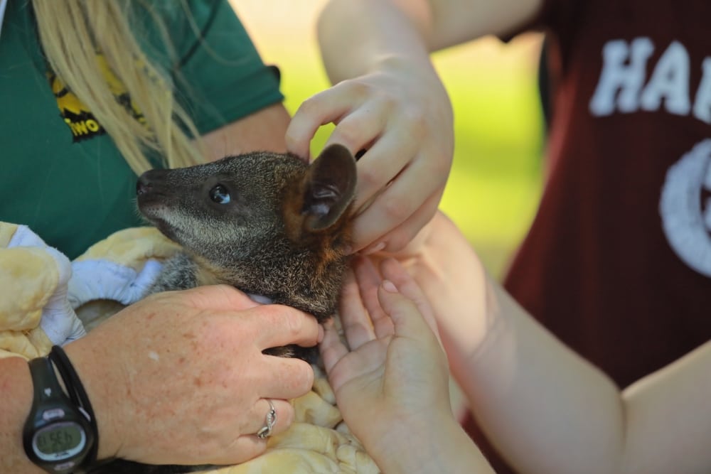 kangaroo  zoo