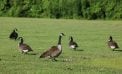 Goose Problem Continues at Mayor’s Park Goose Problem Continues at Mayor’s Park